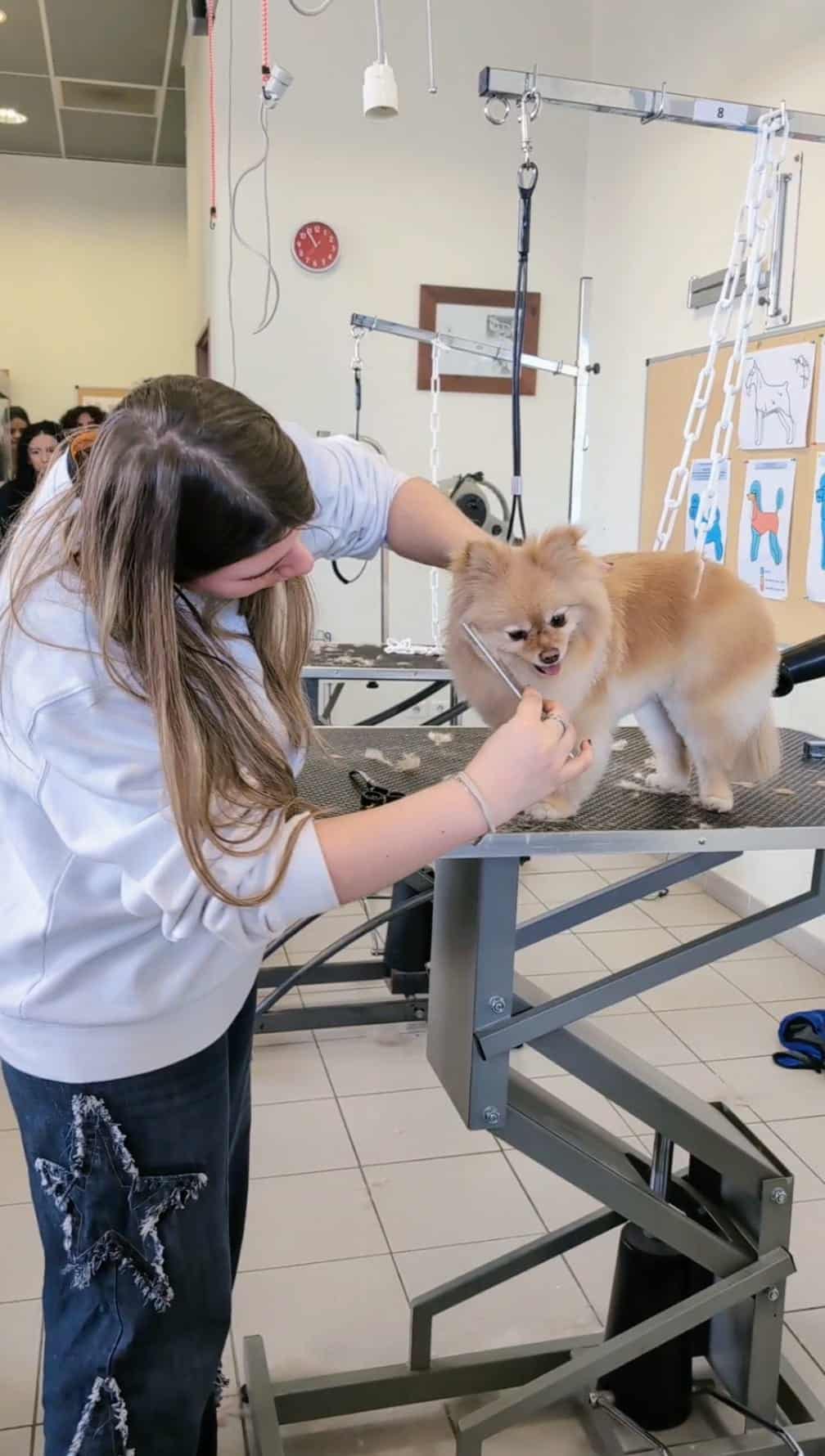 jpo-la ciotat-démonstration-toilettage-canin-adef-cfbt-apprentissage-formation continue